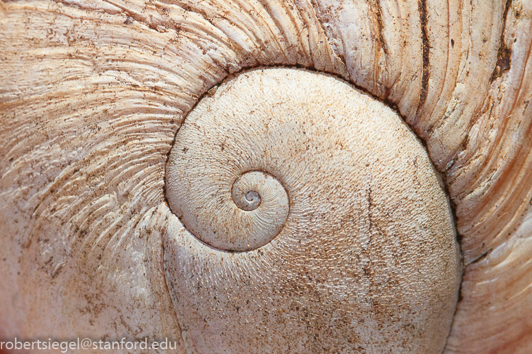 snail shell